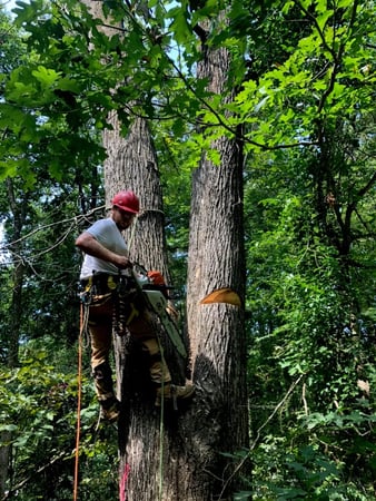 Images Tree Assault Tree Care