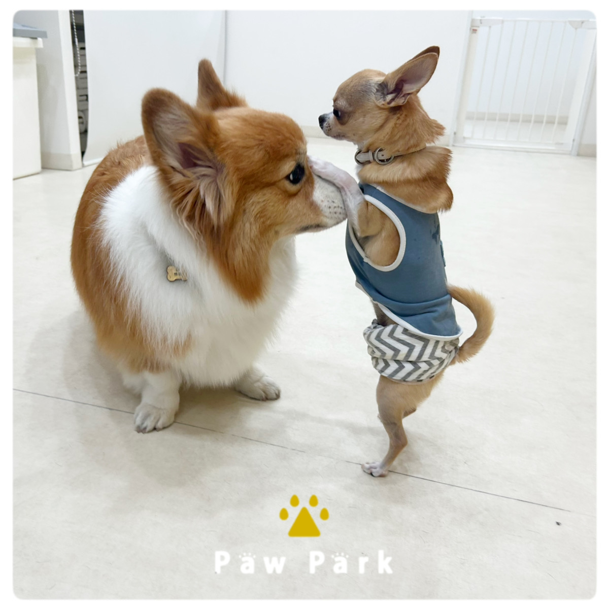 Images PawPark 犬のようちえん 高槻店