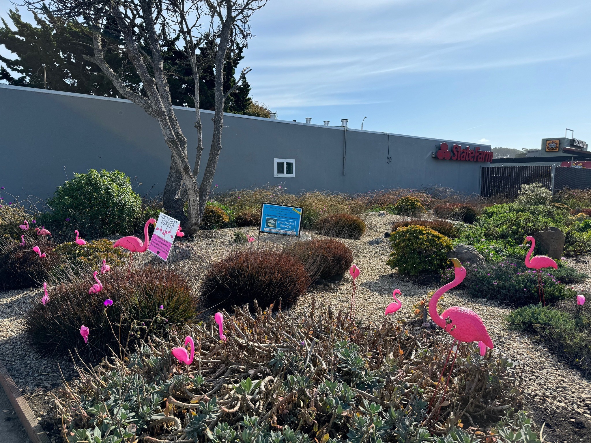 We've been FLOCKED! What an awesome thing to walk up and see today! This is such a cool fundraiser for the Terra Nova High School Senior Class. Visit fundraising@tnboosters.org and Flock your friends, too!