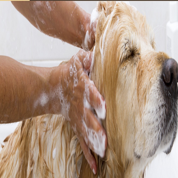 Images Pampered Pet Grooming Salon