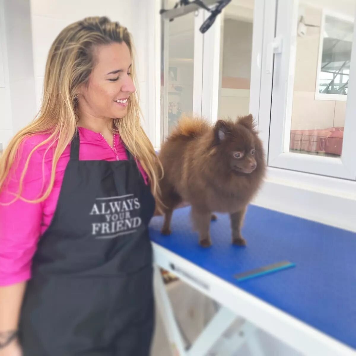 Images The Black Poodle Groom & Care S.L.