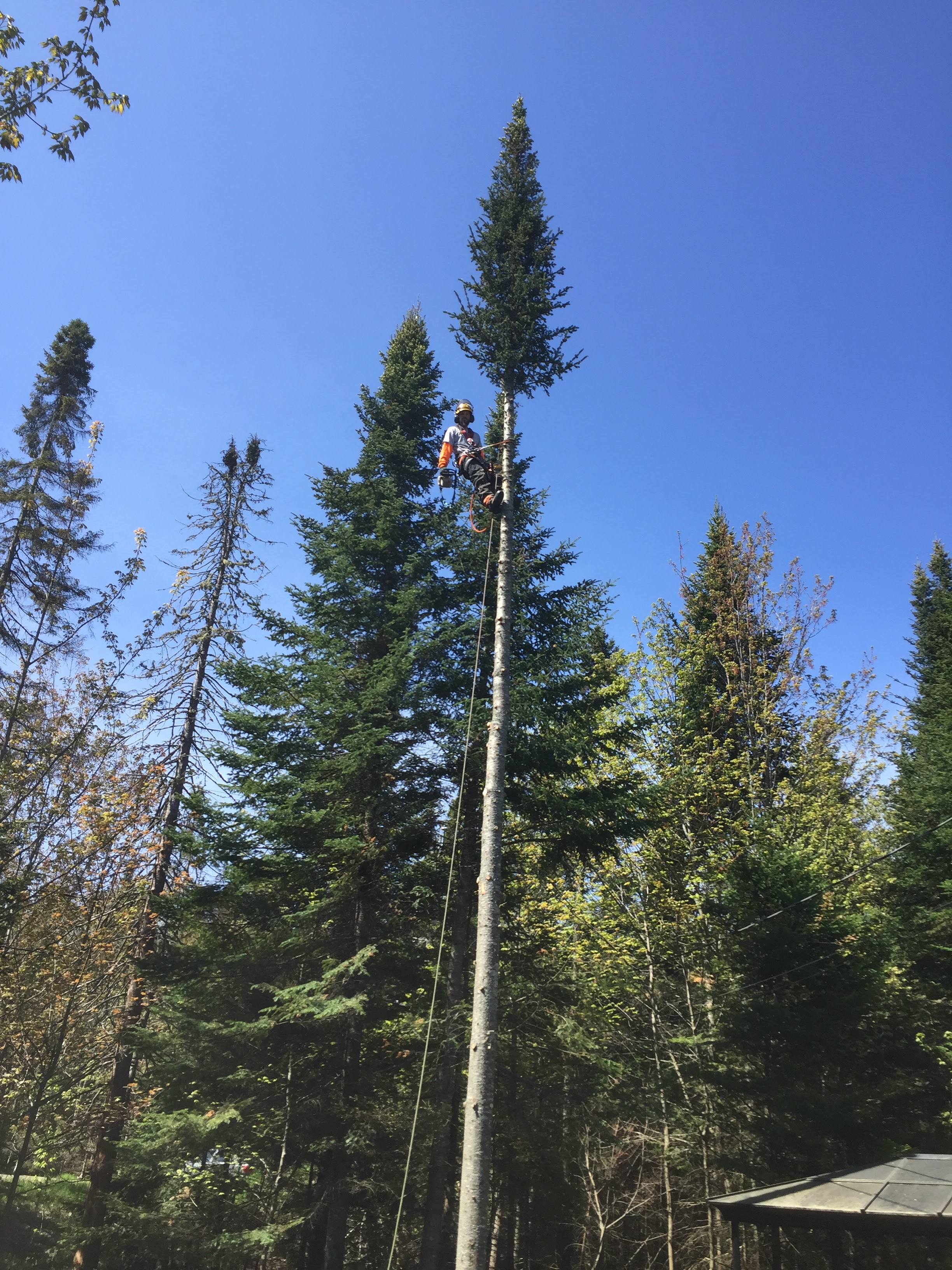 Images Élagage Frère d'Arbres