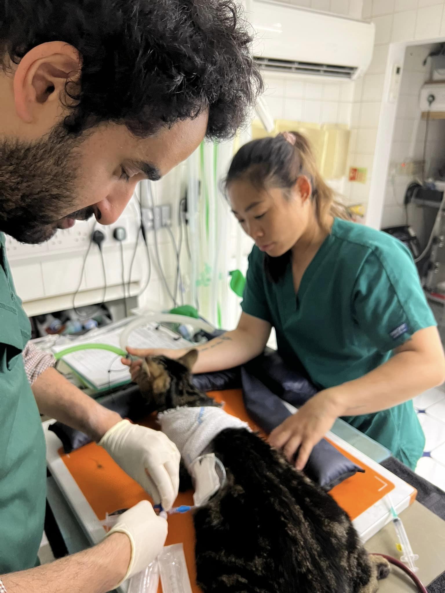 Images Streatham Hill Veterinary Surgery