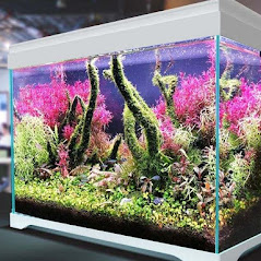 Images Underwater Oasis - Aquarium Rescue