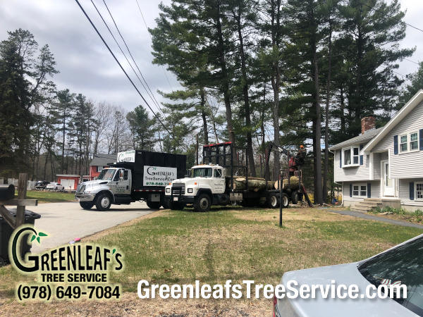 Greenleaf's Tree Service Photo