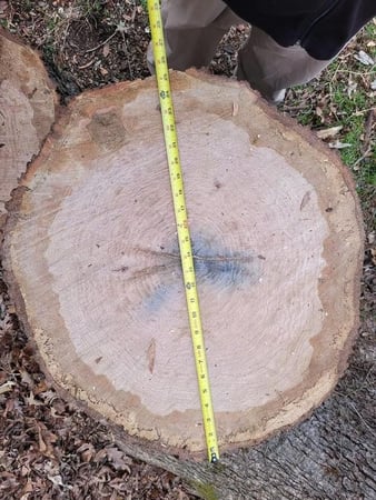 Images Ventura Tree Services LLC