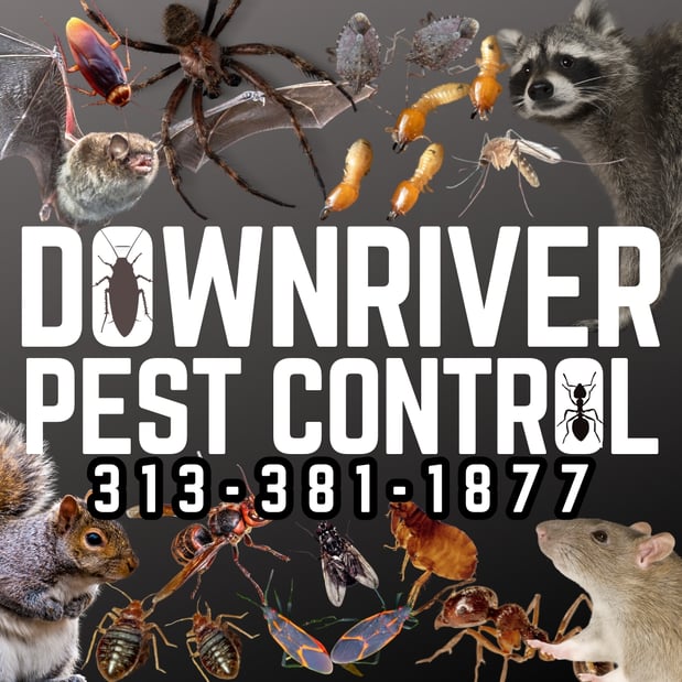 Images Downriver Pest Control