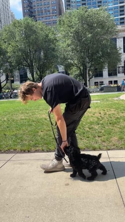 Images Prestige Dog Training