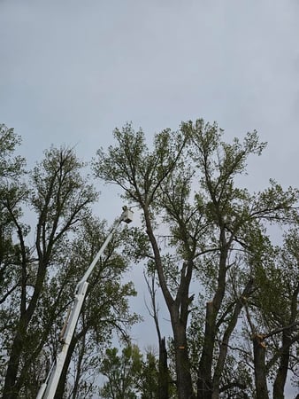 Images H & S Tree Care