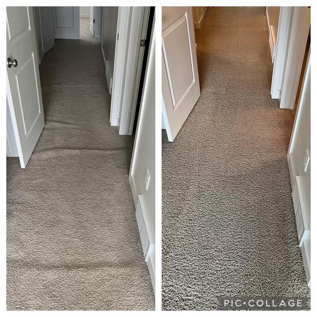 Images Green Solution organic carpet cleaning