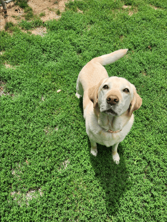 Images VCA Morris Plains Animal Hospital