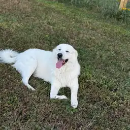 Sniffspot Yolistone Image