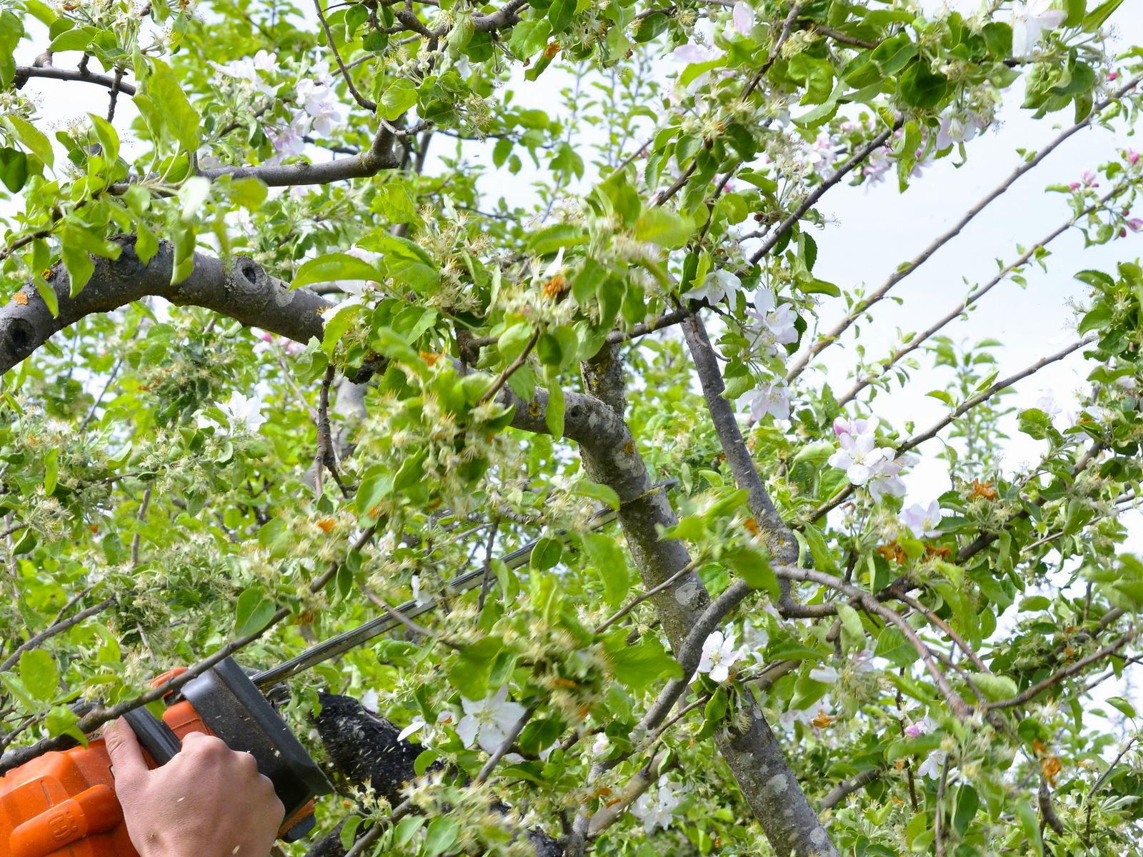 Aspen Tree Services Inc.