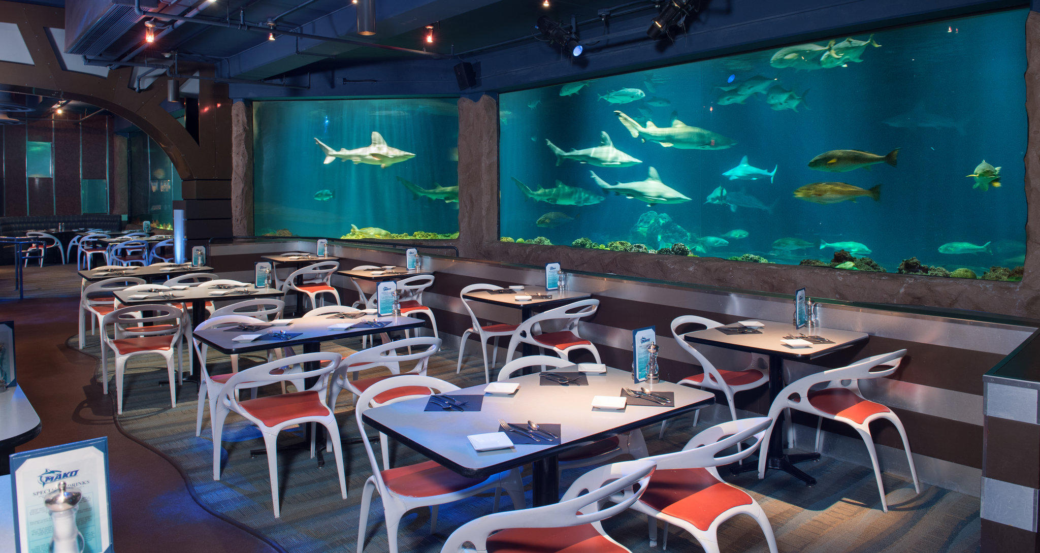 калуга ресторан акула
