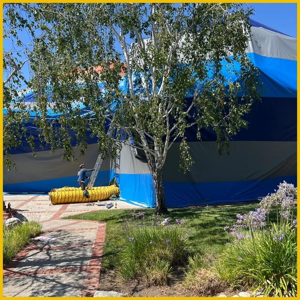 Images Browny Pest Control