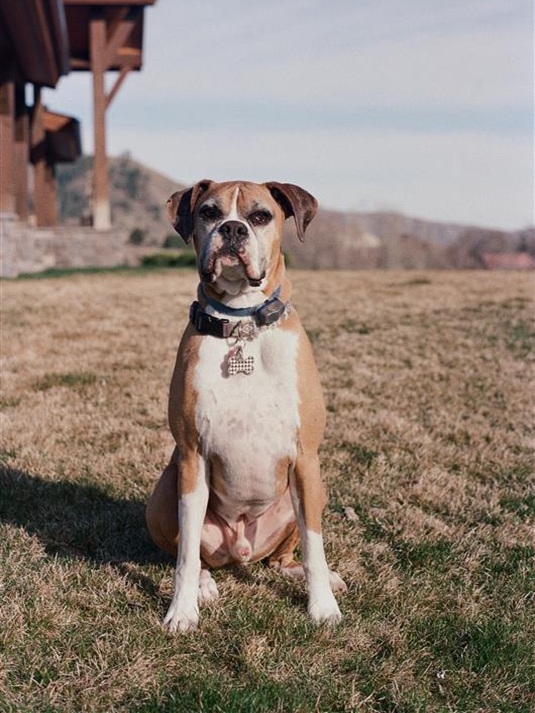 Young dog protected by Invisible Fence in Seattle, WA