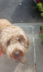 Images Downtown Brooklyn Pet Care