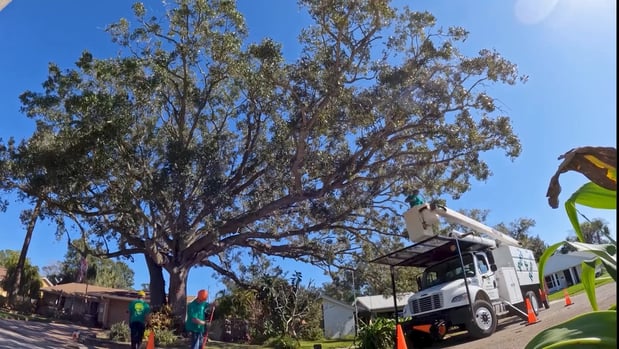 Images Pete and Rons Tree Service
