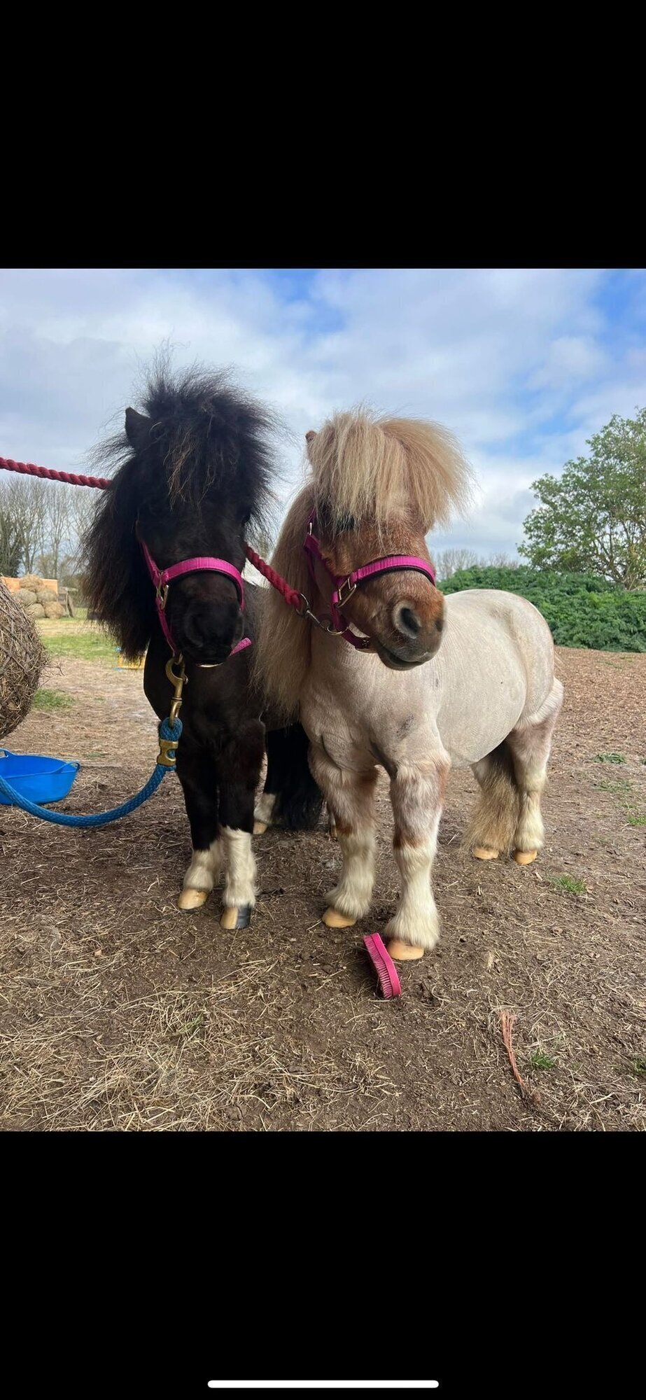 Images Kent Equine Therapy Ponies