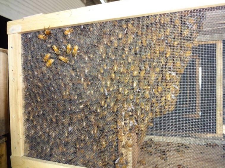Images Deseret Hive Supply