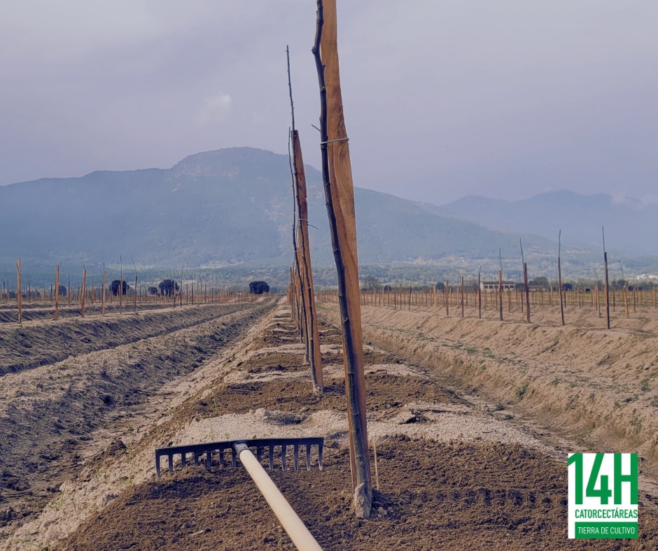 Images Catorcectáreas