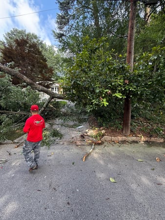 Images Northside Tree Professionals