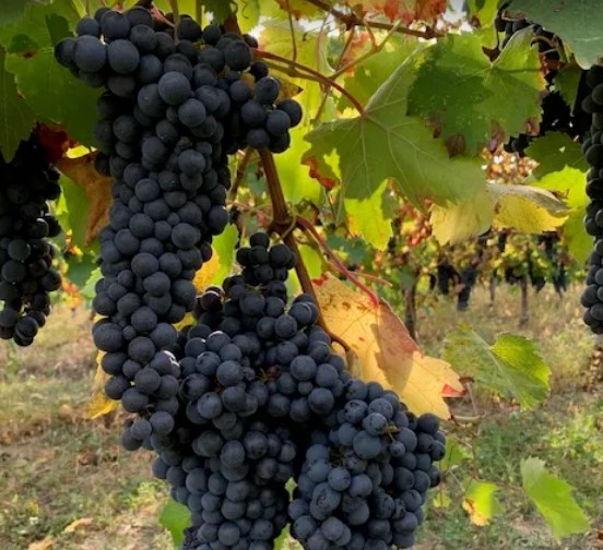 Images Azienda Agricola Ca'Rebecchi
