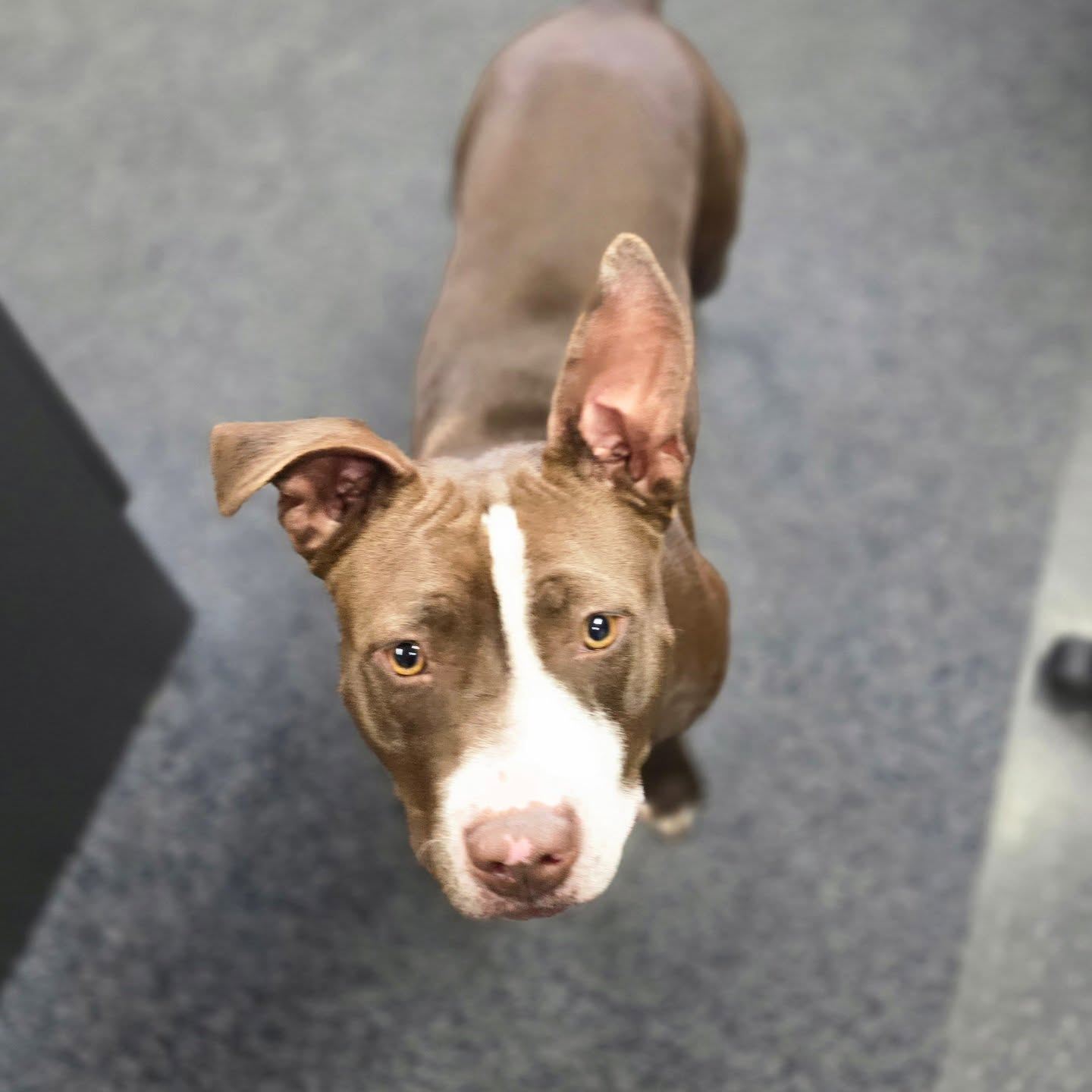 Hazel is about 1 year old and fully believes she is a lap dog. She is looking for a loving home to call her own. To learn more or complete an application, please visit Vermont English Bulldog Rescue.