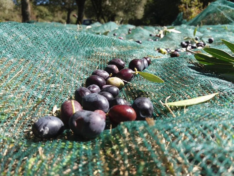 Agriturismo Le Campestre