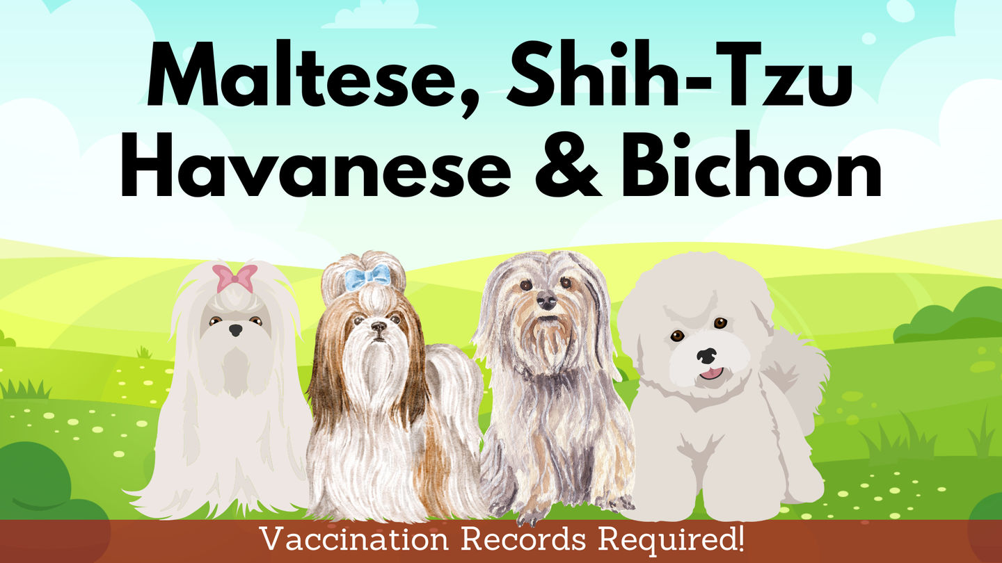 Image of Local Pet Event Maltese/Shihtzu/Havanese/Coton de Tulear Party 2PM-3PM Nearby