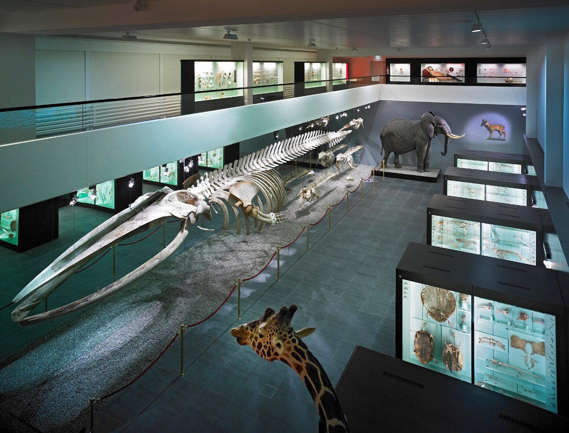 Naturhistorisches Museum Bern Bern 031 350 71 11