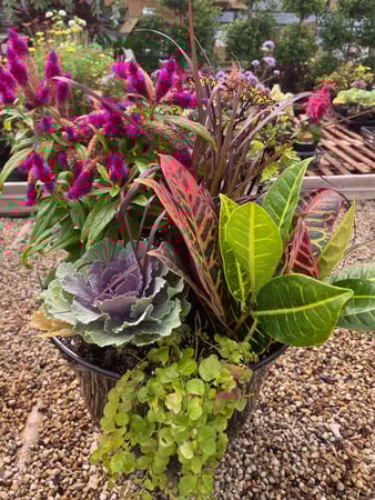 Images Mary's Greenhouse