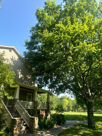 Images Tree Masters of Tennessee