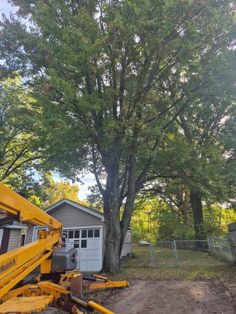 Images Brown's Tree Service
