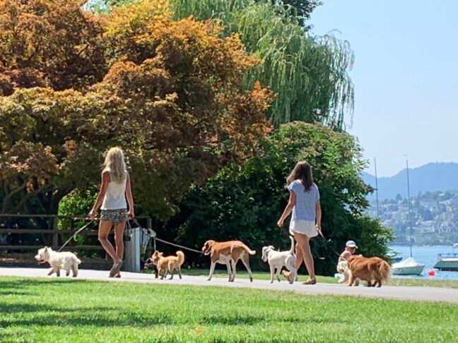 MY DOG COMPANY GmbH, Alderstrasse 28 in Zürich