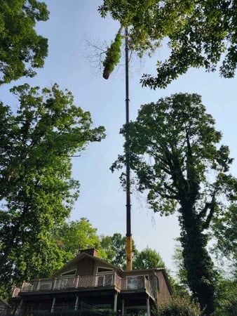 Images Myers Tree Service