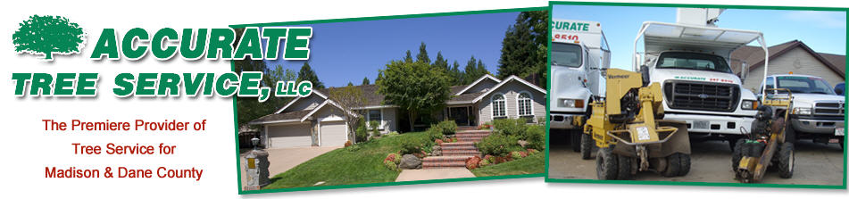 Accurate Tree Service Llc
