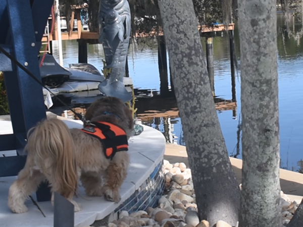Dog inspecting new Invisible Fence&reg; protection in Central Florida