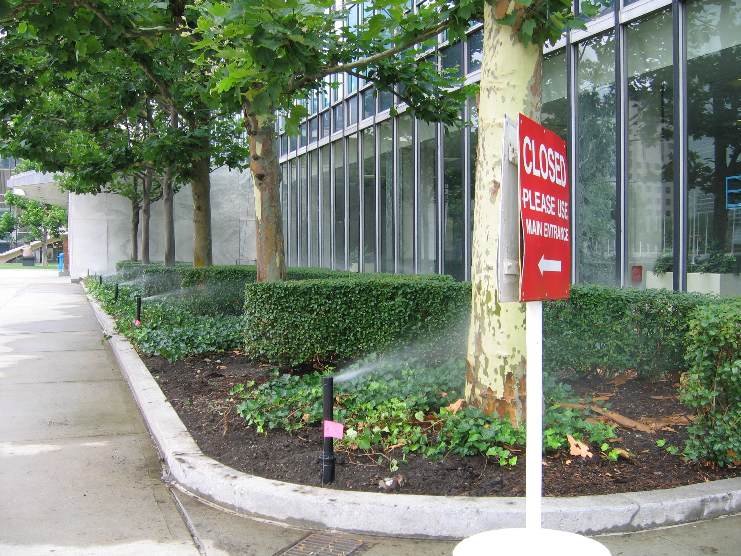 A commercial sprinkler head watering a landscaped mulch bed with trees along a walkway of a modern office building.
