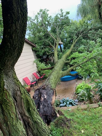 Images Wellman Tree Service