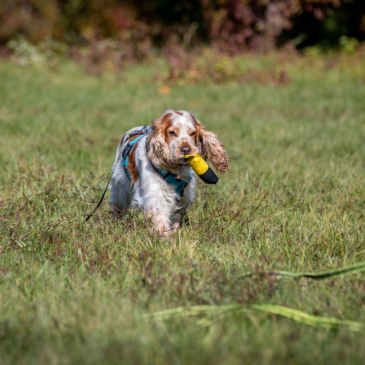 Hundetraining Zum Dream-Team in Castrop-Rauxel