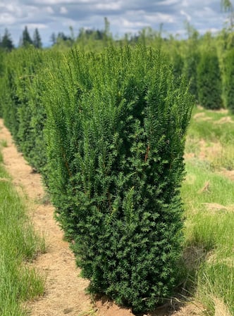 Images deWilde Wholesale Nurseries, Inc.