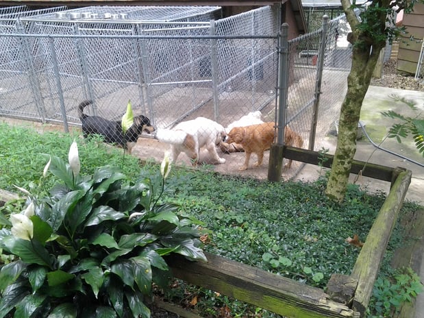 Images Deep Creek Kennel