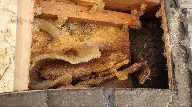 Images Your San Diego Beekeeper