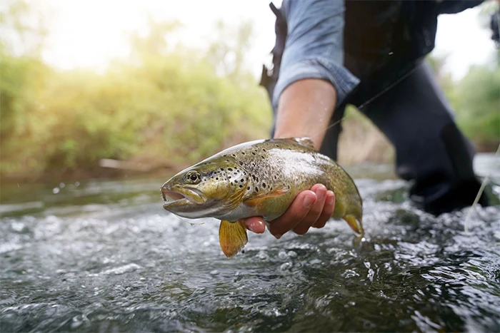Angler holding rainbow trout in mountain stream
