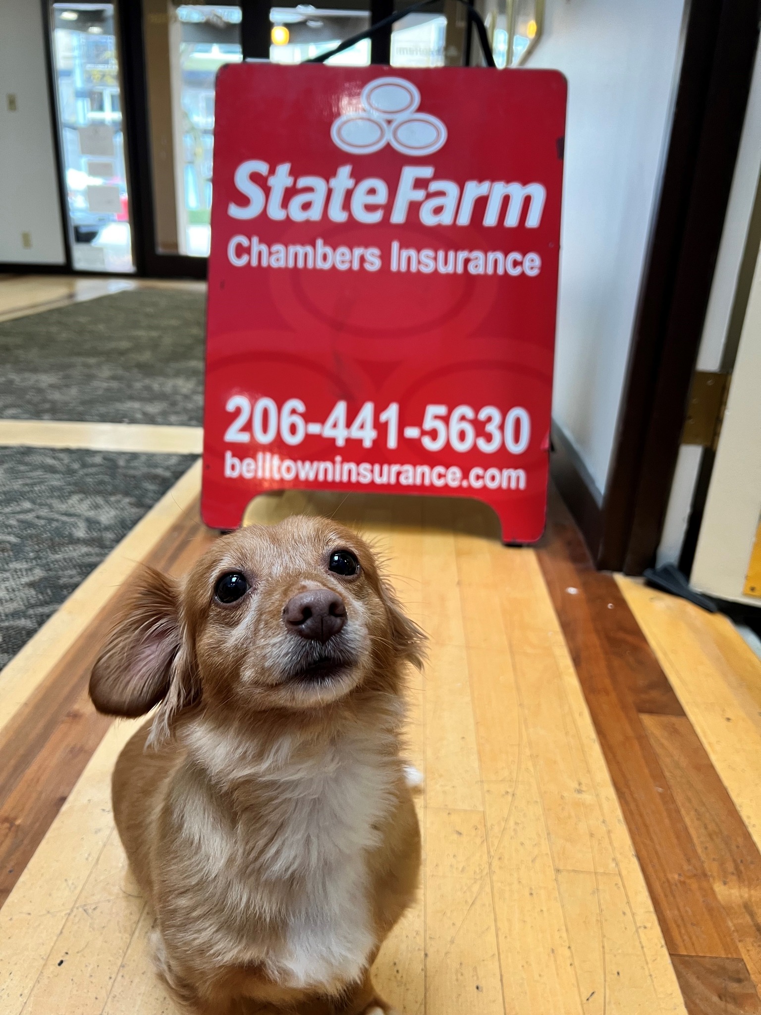 Meet Lord Nutterbutter! One of the adorable fur babies you can see hanging around our offices. Stop by one of our locations, and you may get to meet our fur babies in person! They love being spoiled with attention!