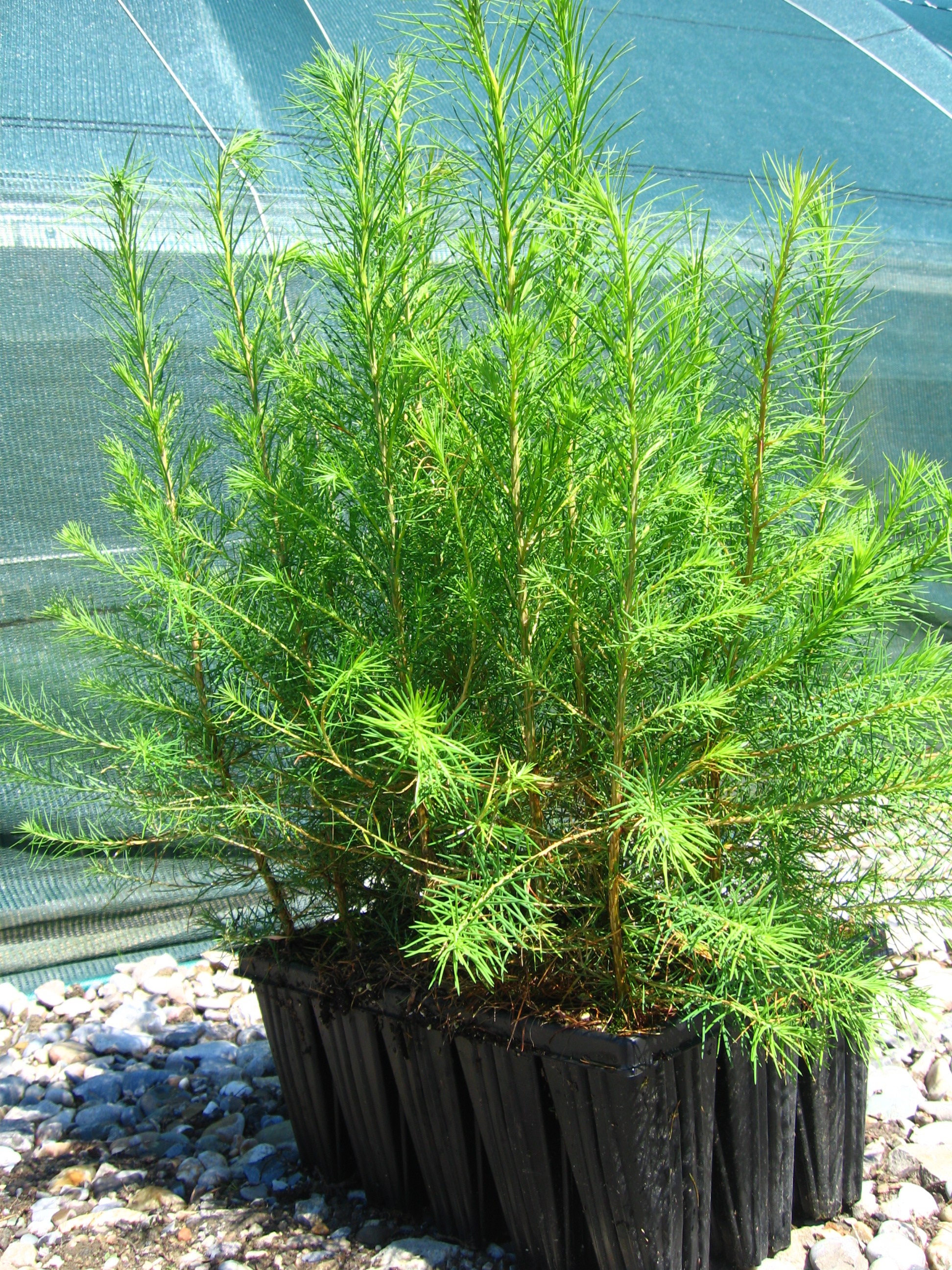 Emme Forstbaumschulen AG, Schachen 9 in Wiler b. Utzenstorf