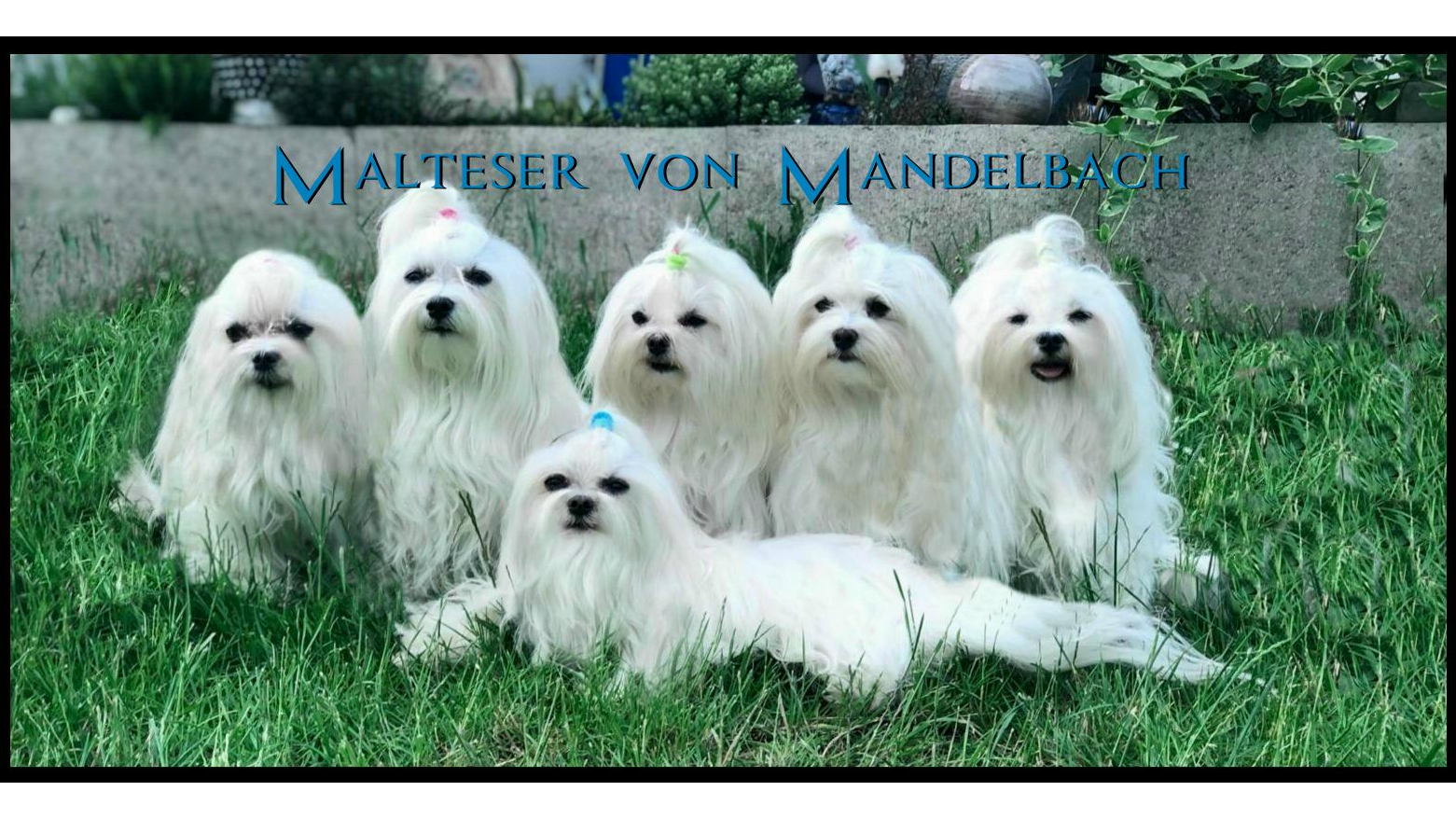 Malteser von Mandelbach in Blieskastel - Logo