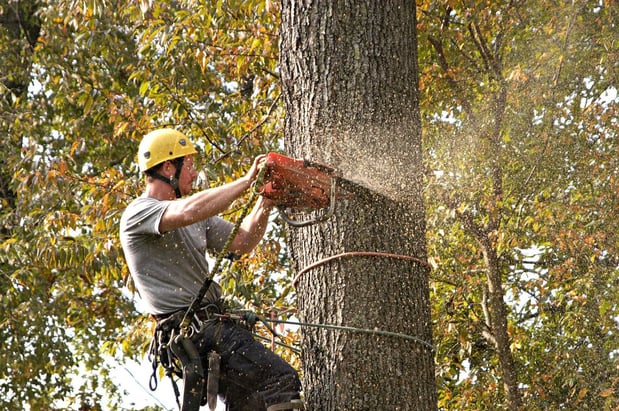 Images Greenskeeper Tree Services