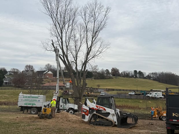 Images ER Tree Services LLC